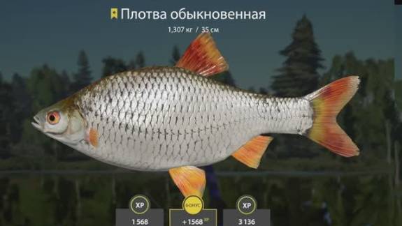 РУССКАЯ РЫБАЛКА 4 РР4 ПЛОТВА ТРОФЕЙ СТАРЫЙ ОСТРОГ