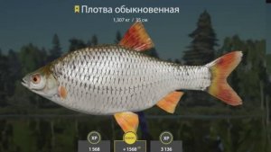 РУССКАЯ РЫБАЛКА 4 РР4 ПЛОТВА ТРОФЕЙ СТАРЫЙ ОСТРОГ