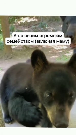 Девушка подружилась с семейством медведей #shorts