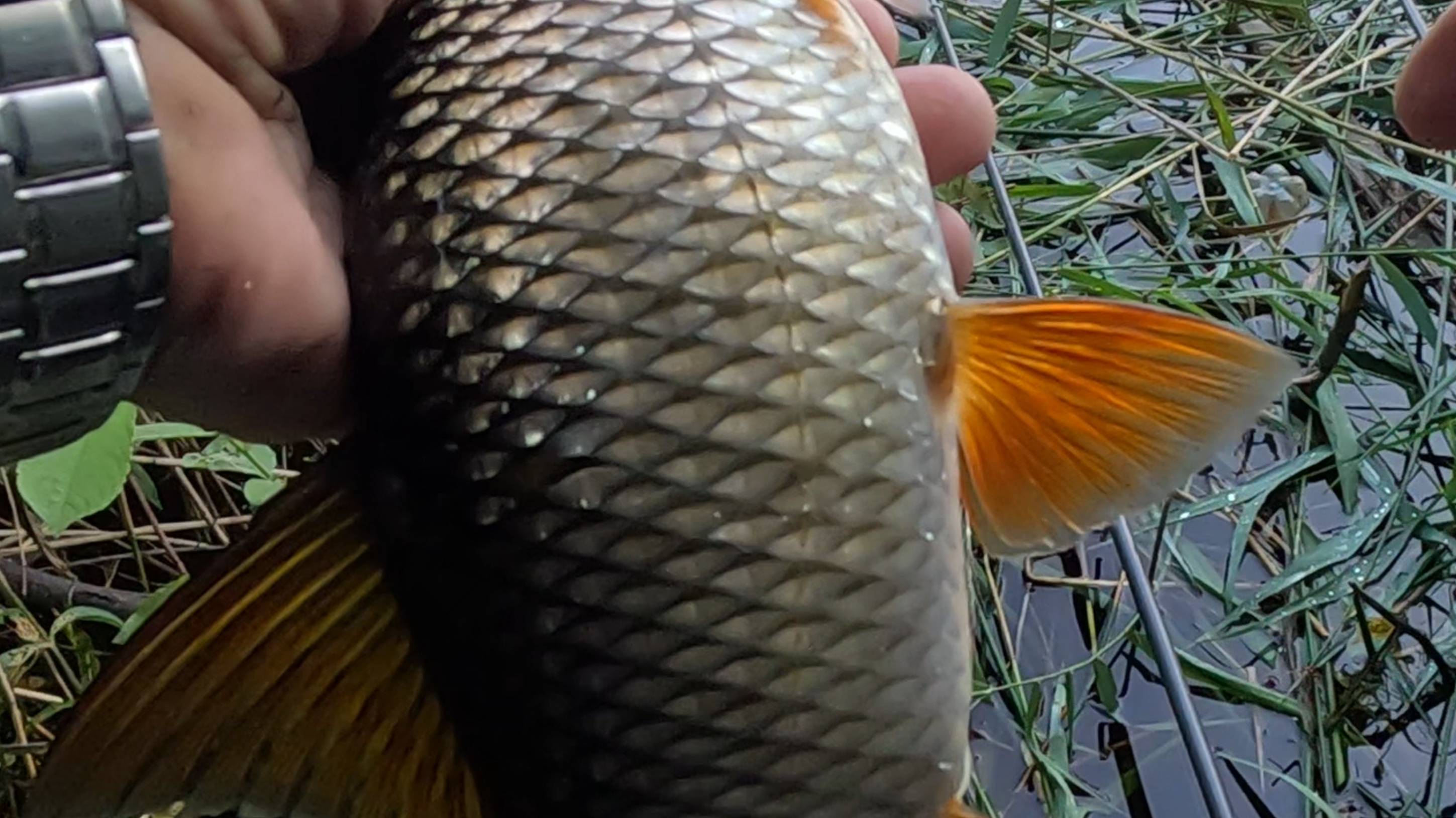 Я В ШОКЕ ОТ ТАКАЙ ПЛОТВЫ! ЛОВЛЯ ПЛОТВЫ НА ПОПЛАВОК. смотреть онлайн