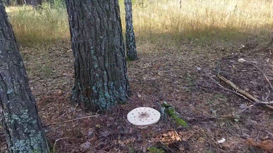 СОБИРАЕМ ГРИБЫ смотреть онлайн