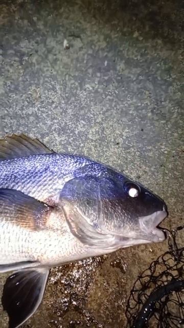 Черноморский Горбыль. Рыбалка в Крыму Ялта.