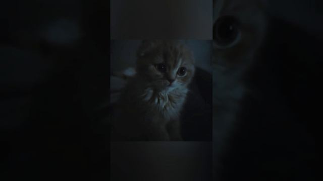 Релакс видео 🙂 смотреть онлайн