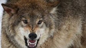 Волк совершил самосуд. Интересная история про волка.