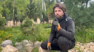 Бюджетный ландшафтный дизайн за копейки 🤣 без дизайнера.