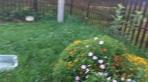 жизнь в Деревне,  часть 2