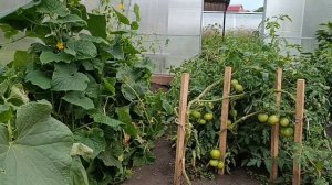 МУЖ ЕДЕТ В ЧЕЛЯБИНСК/У НАС СНОВА УРОЖАЙ.