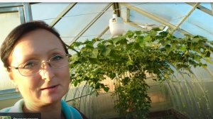 Видео привет с 6 соток 8 авгуса 2025  года