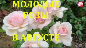 УХОД ЗА МОЛОДЫМИ РОЗАМИ ВО ВТОРОЙ ПОЛОВИНЕ ЛЕТА