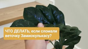 Что делать, если сломалась ветка у Замиокулькаса? #замиокулькас