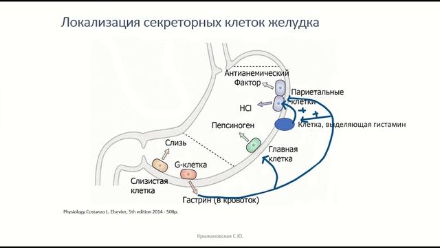 Пищеварение в желудке смотреть онлайн