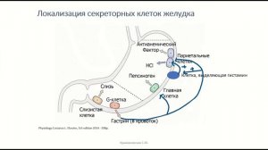 Пищеварение в желудке