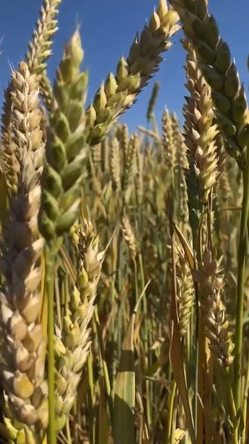 Речка,небо голубое это все мое родное! #рыбалка #природа #охота #брат #трофей #рыбак #рыбалка2025 смотреть онлайн