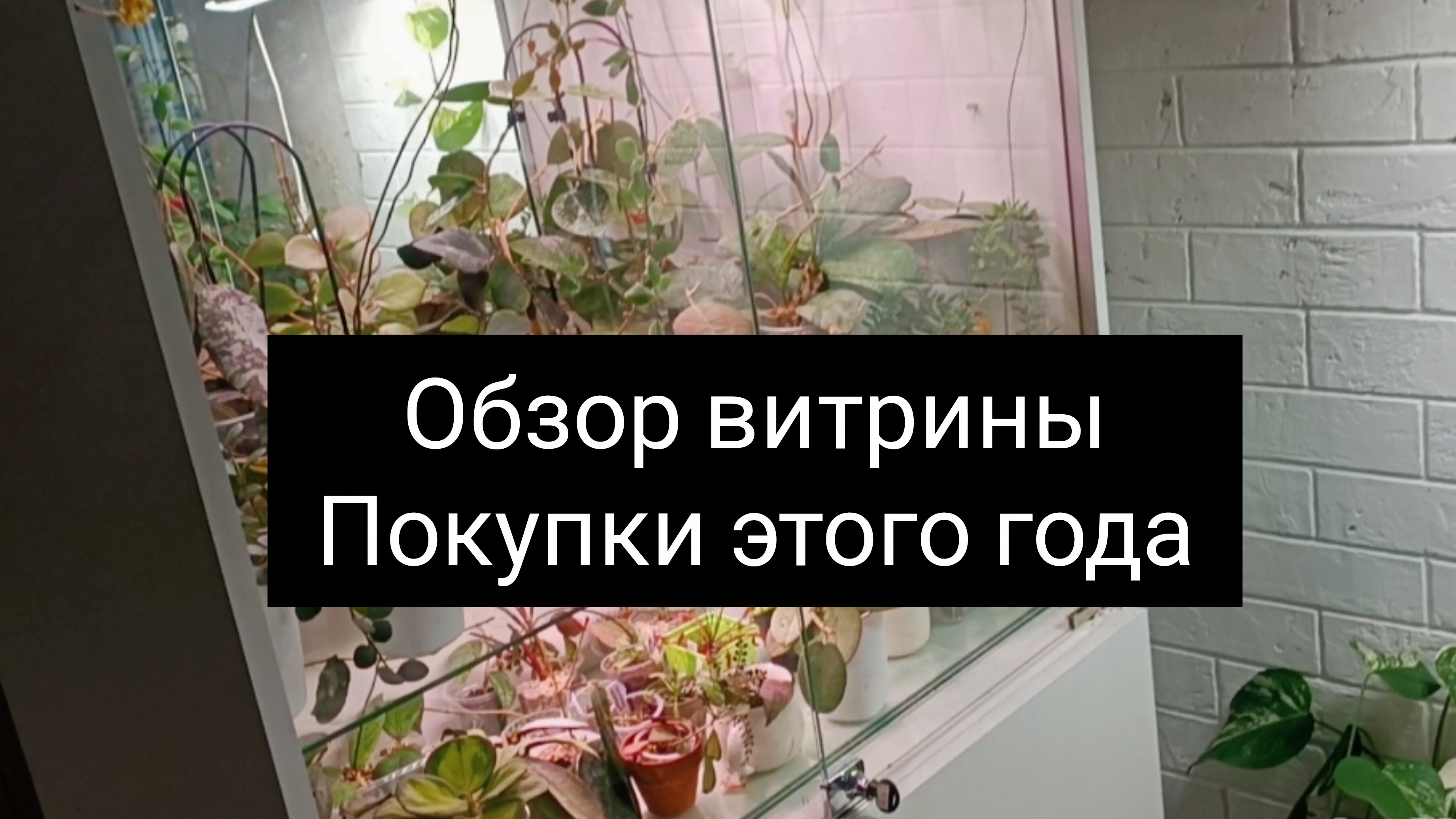 обзор витрины// покупки этого года смотреть онлайн