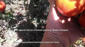 Томат Древнее сердце Акви Терме