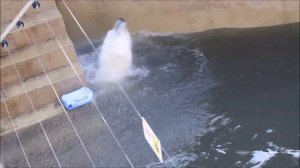 Одна медведица грязная отдыхает, а другая развлекается в бассейне 12.08.2025