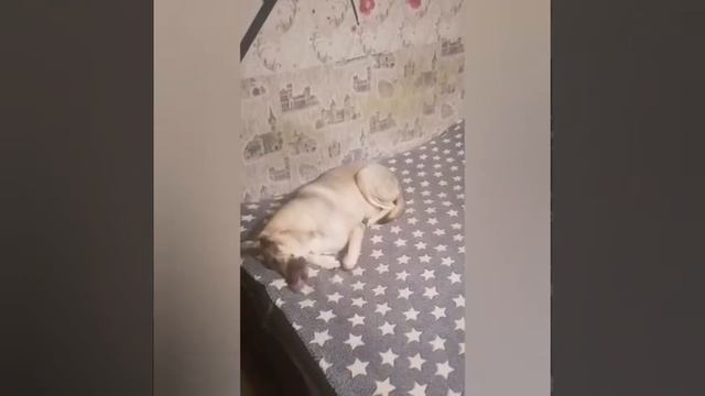 Песня про СВО - Собакам СВО посвящается! смотреть онлайн