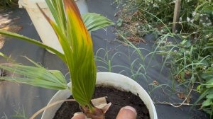 Пальмы в от рытом грунте. Возраст пальм. Скорость роста пальм.