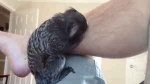 Настоящий уход за ногами | Груминг - ASMR от маленького зверька