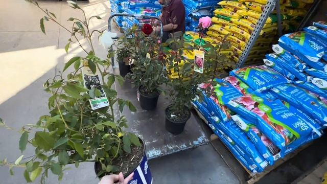 США VLOG РОЗА ЛЮБВИ LOWE’S / HOME DEPOT #влог смотреть онлайн