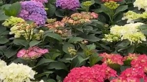 Истории из жизни|Битва за любовь и семью|Аудио рассказы|Аудиокниги слушать онлайн|Жизненные истории