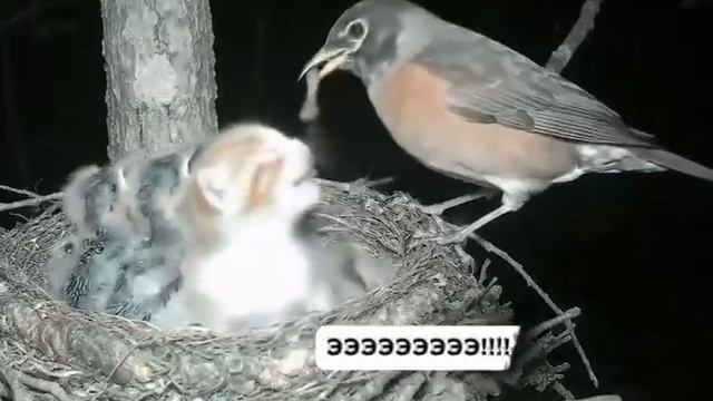 Детки, я принесла покушать)