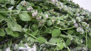 Рецепт варенья из мяты. Каждый год варю вкусный и полезный мятный мёд.