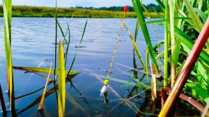 Рыбалка на Поплавок. Отличный Клёв Карася на Вечерней Зорьке.