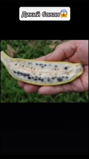 Дикий огурец