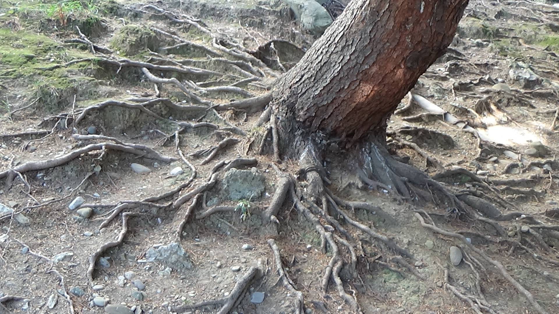 деревья гиганты в России путешествия по России