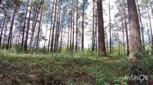 Владимирская обл поездка за брусникой