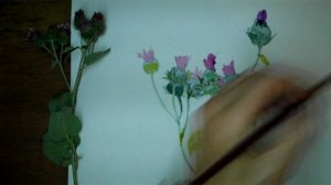 колючка-игра контрастов