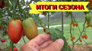 КЛАДОСПОРИОЗ и ДЕСЯТЬ ВКУСНЫХ СОРТОВ ТОМАТОВ. Итоги года 2025.