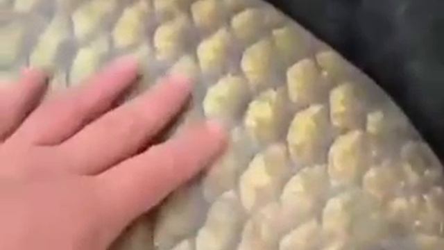 Рыбу весом 34 килограмма выловили недалеко от Барнаула смотреть онлайн