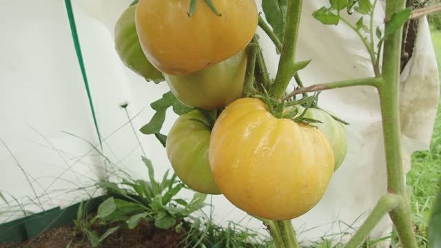 Томаты в открытом грунте 10 августа Тверская область. #томаты, #открытыйгрунт, #гномы, #10августа