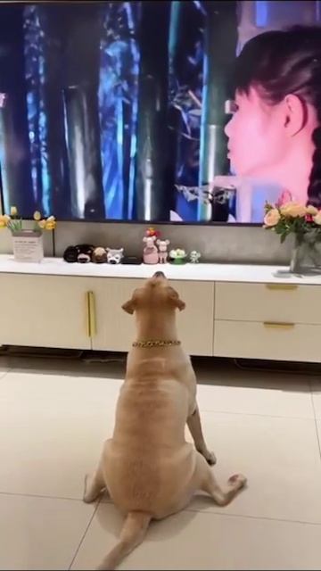 Испуг собачки.