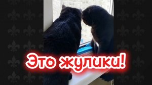 КОШКИ  С ОЗВУЧКОЙ