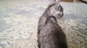 Коржык маленкий👍💕💓😘🤩