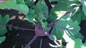 Капуста кольраби СОНАТА