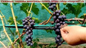 Виноград 3.08.2025 г. Кишмиш Спокуса, раннего срока созревания с приятным вкусом ягод.