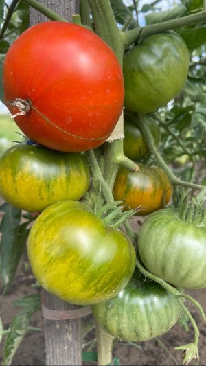 Достойный томат «Медвежья лапа».