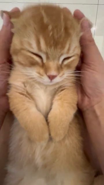 МИЛОТА 😊 смотреть онлайн