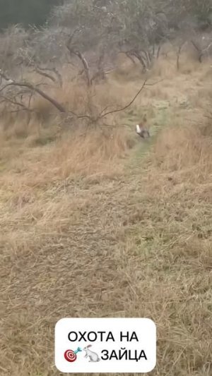 Охота на Зайца 🎯🐇