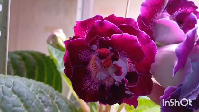 посмотрите на эту красоту ☺🌹клубни глоксиний, Мои котики, листики дали корни 🤗 смотреть онлайн