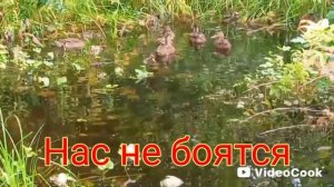 Дикие утки на даче