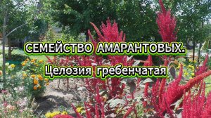 Семейство амарантовых. Целозия гребенчатая Императрица (4К)