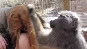 Обезьяна ухаживает за мной | Monkey Grooming ASMR