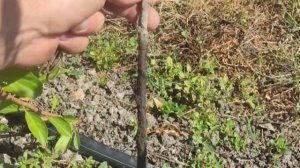 Результат размножения подвоя Бест