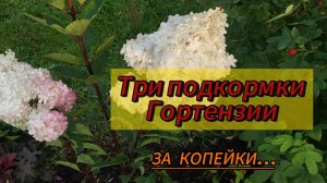 Подкормка Гортензии ...Три  Натуральные Подкормки для шикарного цветения..Улучшаем почву..