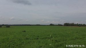 Работа со сложной собакой. Финал